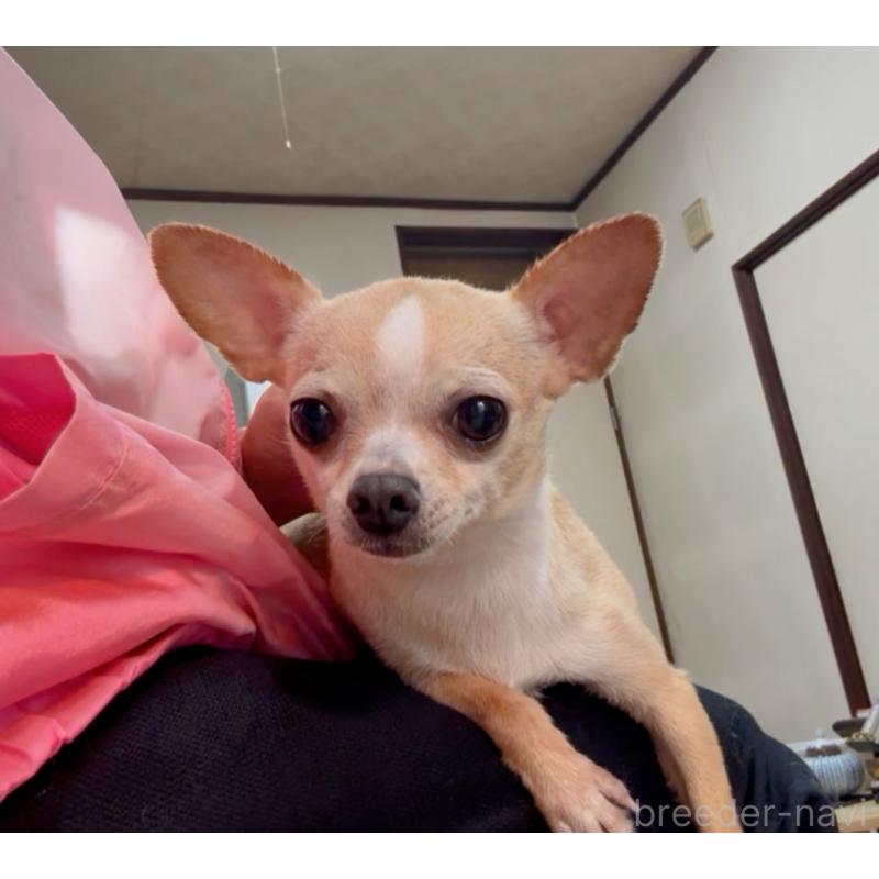 販売中の山口県のチワワ(スムースコート)-434371の5枚目