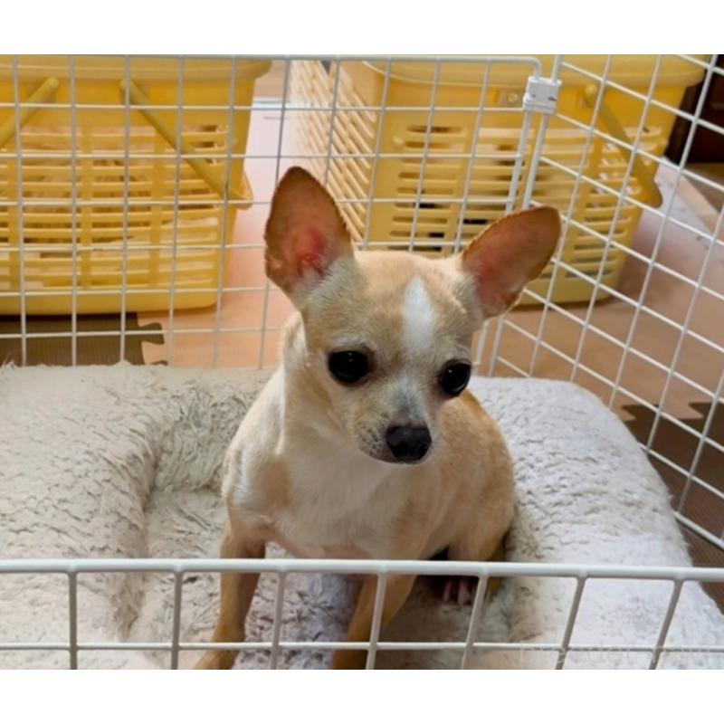 販売中の山口県のチワワ(スムースコート)-434371の4枚目