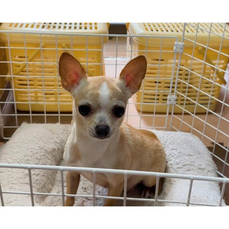 販売中の山口県のチワワ(スムースコート)-434371の3枚目