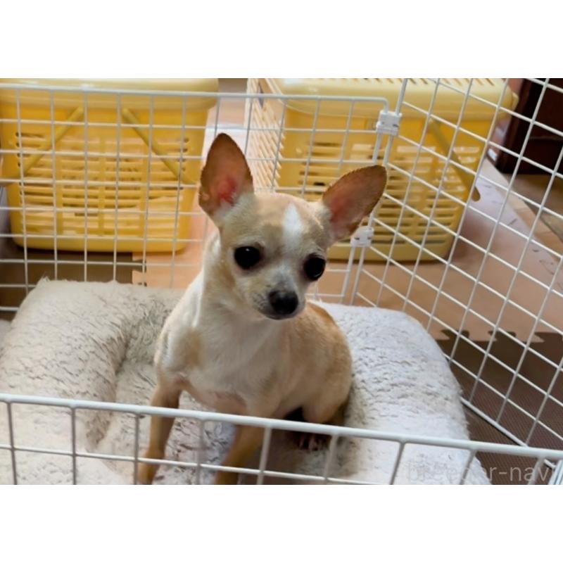 販売中の山口県のチワワ(スムースコート)-434371の2枚目