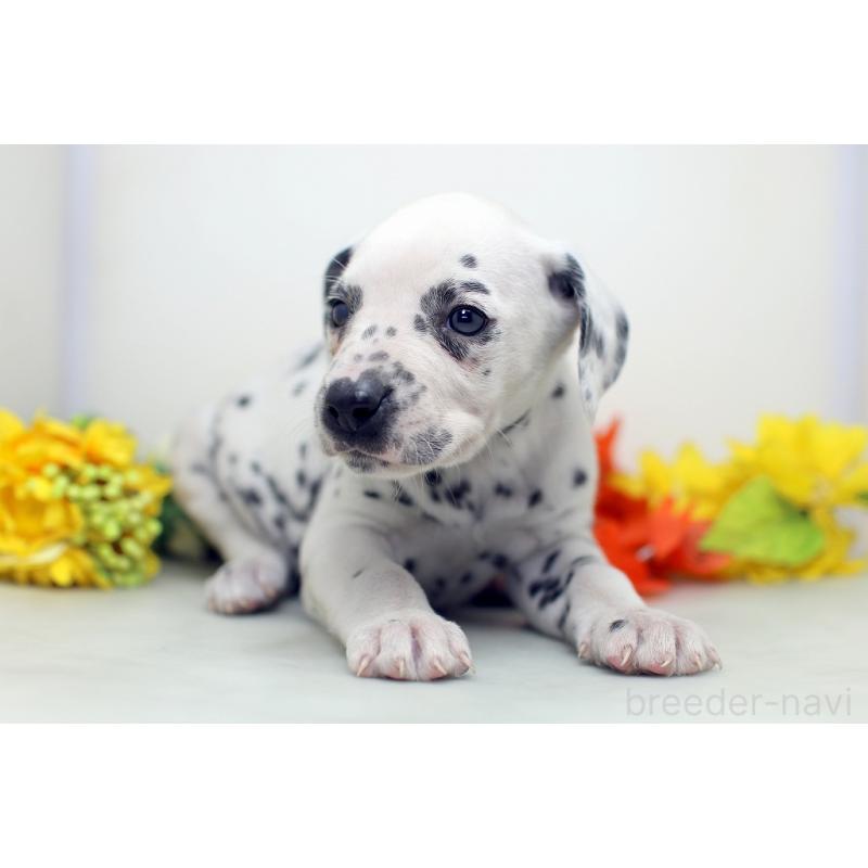 販売中の埼玉県のダルメシアン-434367の8枚目