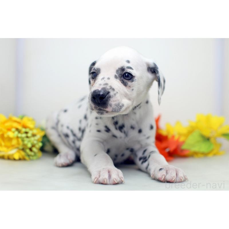 販売中の埼玉県のダルメシアン-434367の7枚目