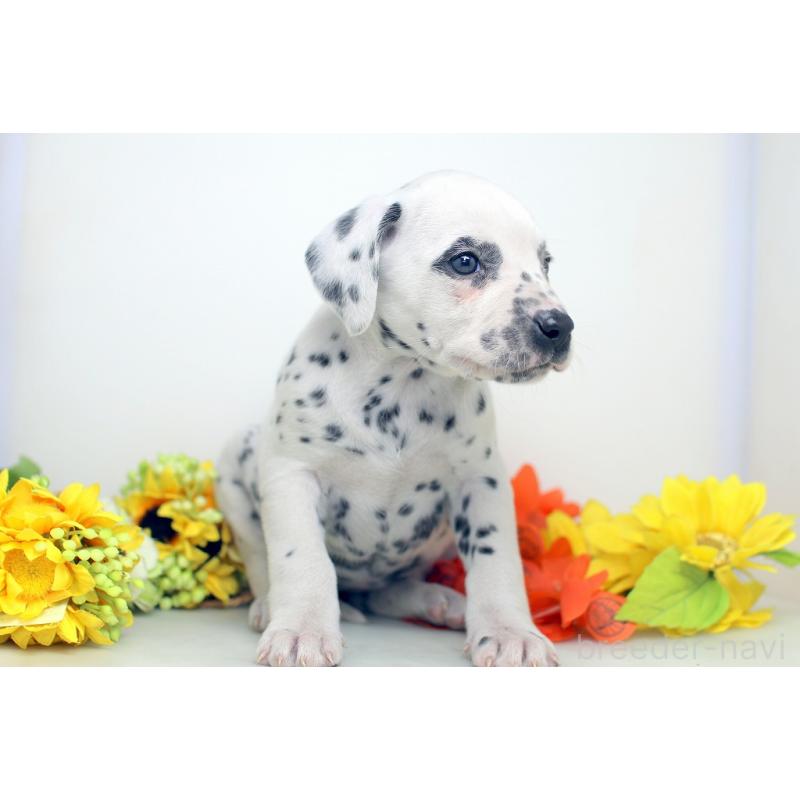 販売中の埼玉県のダルメシアン-434367の6枚目