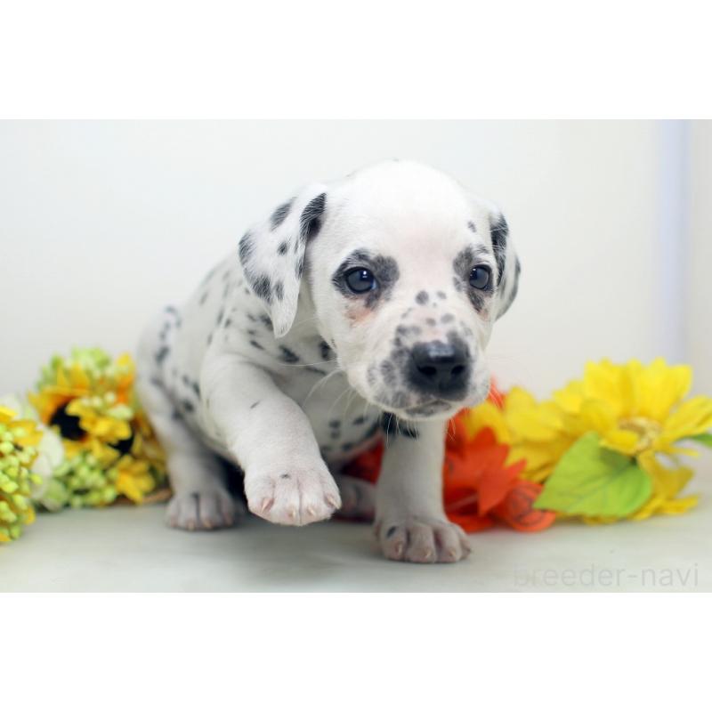 販売中の埼玉県のダルメシアン-434367の5枚目