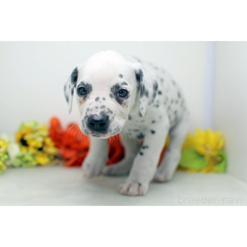 販売中の埼玉県のダルメシアン-434367の4枚目