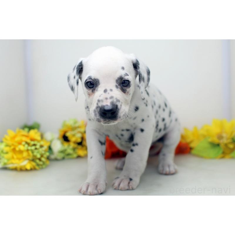 販売中の埼玉県のダルメシアン-434367の3枚目