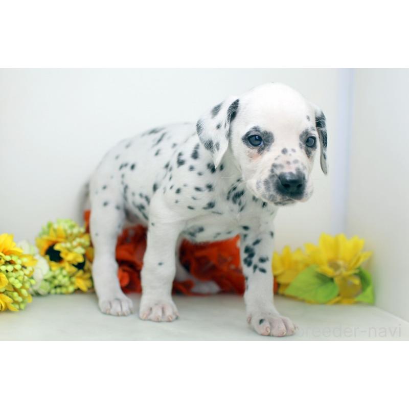 販売中の埼玉県のダルメシアン-434367の2枚目