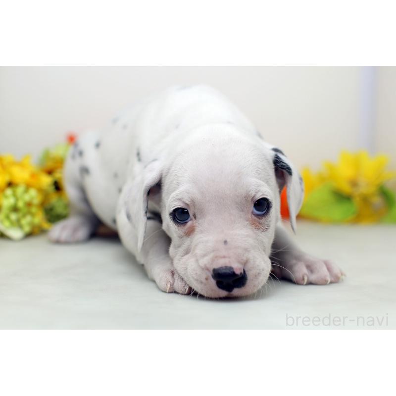 販売中の埼玉県のダルメシアン-434369の8枚目