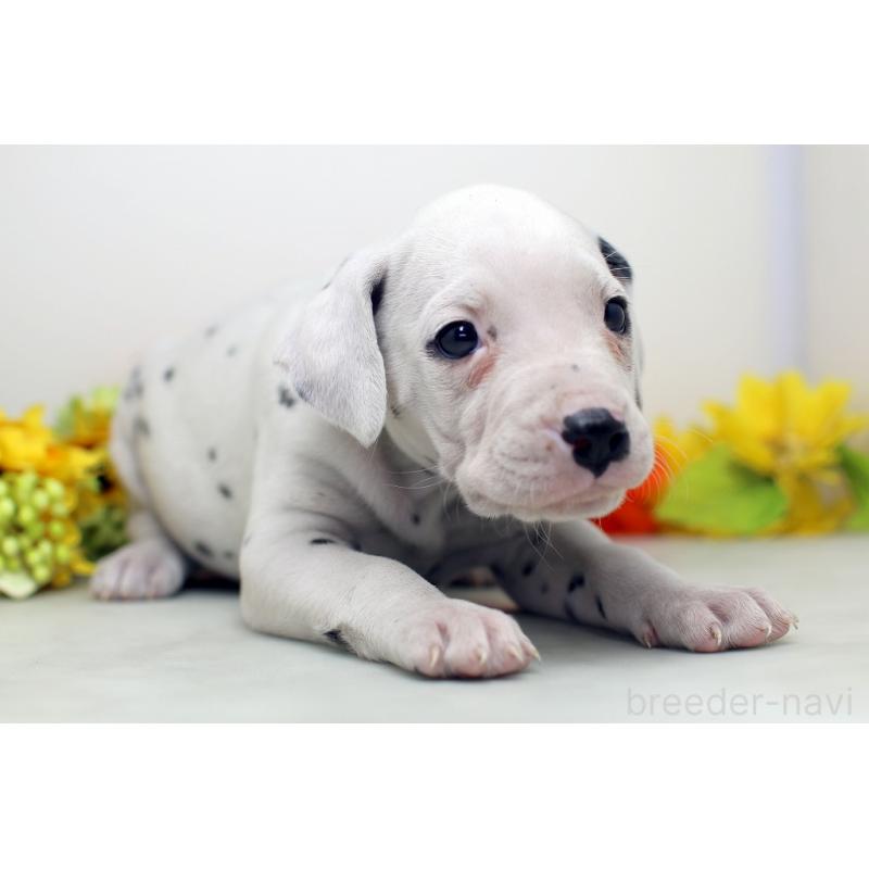 販売中の埼玉県のダルメシアン-434369の7枚目