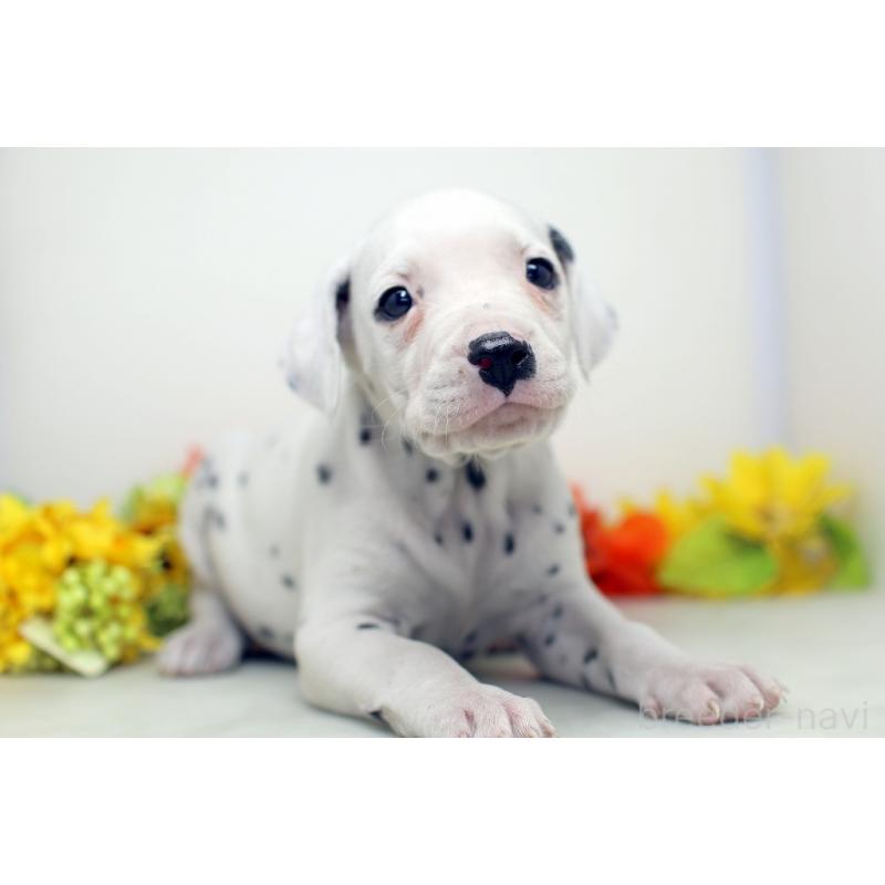 販売中の埼玉県のダルメシアン-434369の6枚目