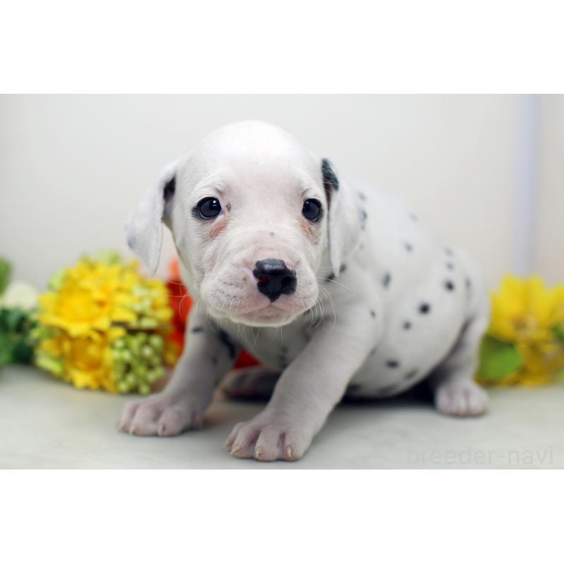 販売中の埼玉県のダルメシアン-434369の5枚目