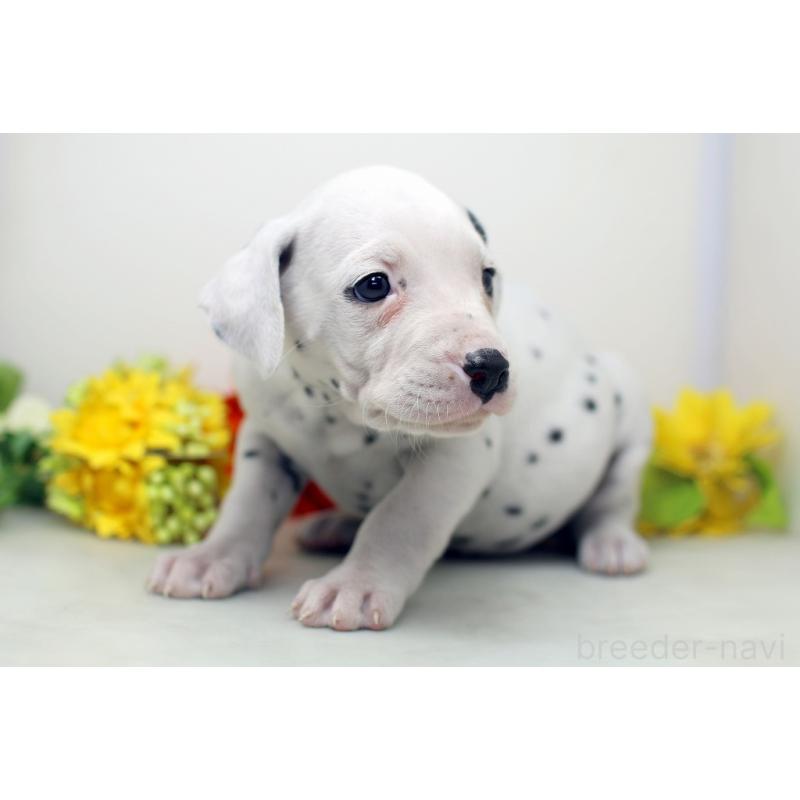 販売中の埼玉県のダルメシアン-434369の4枚目