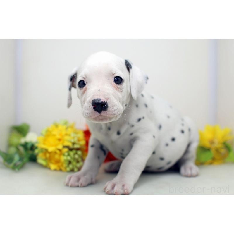 販売中の埼玉県のダルメシアン-434369の3枚目