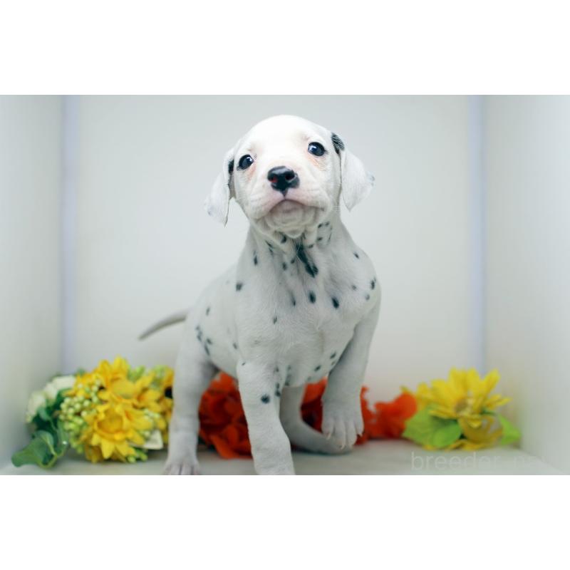 販売中の埼玉県のダルメシアン-434369の2枚目