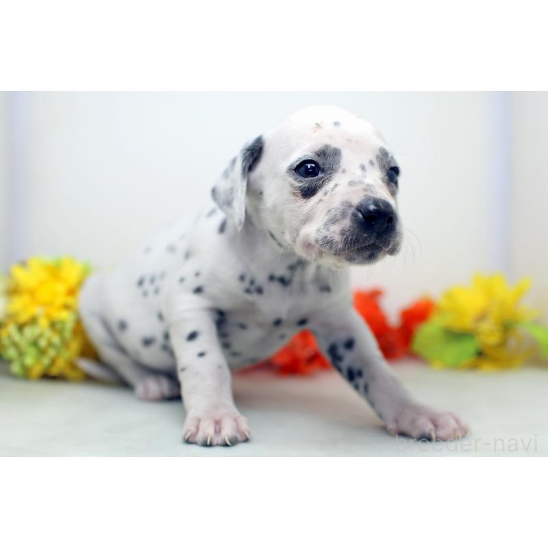 販売中の埼玉県のダルメシアン-434370の8枚目