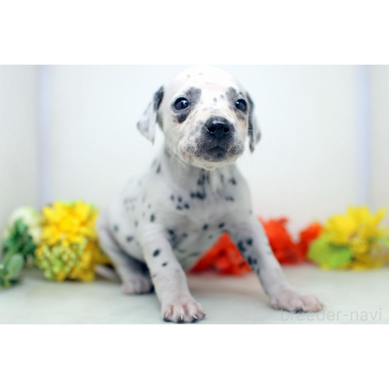 販売中の埼玉県のダルメシアン-434370の7枚目