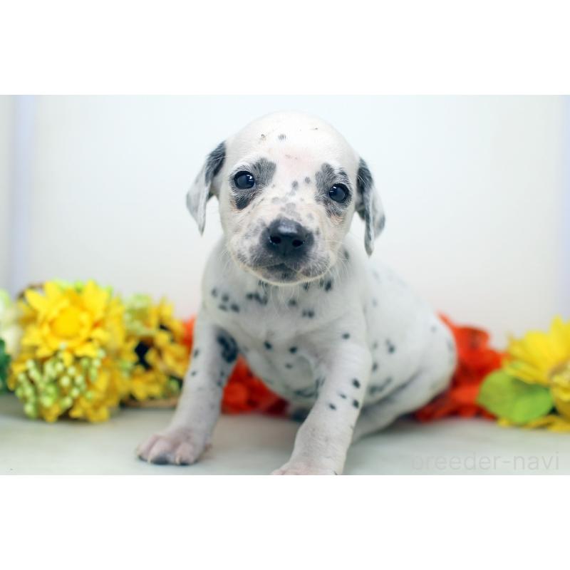 販売中の埼玉県のダルメシアン-434370の6枚目