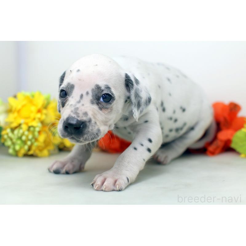 販売中の埼玉県のダルメシアン-434370の5枚目