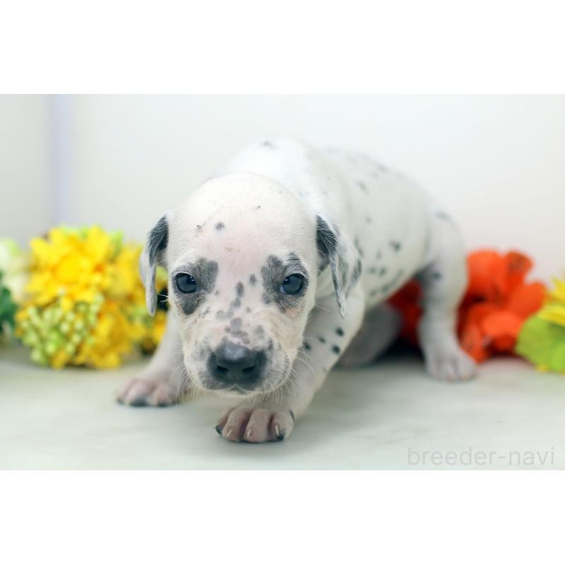 販売中の埼玉県のダルメシアン-434370の4枚目