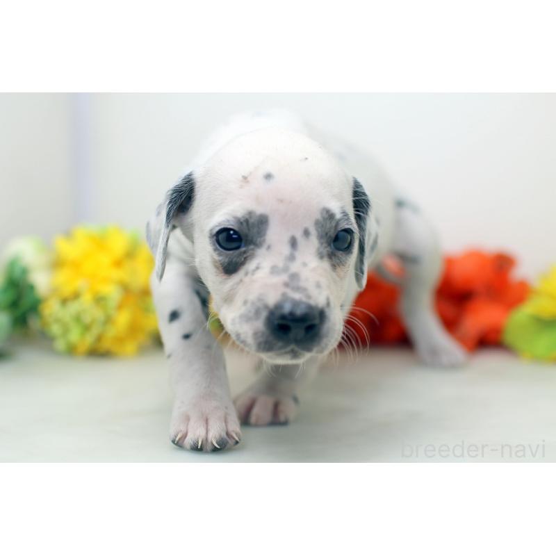 販売中の埼玉県のダルメシアン-434370の3枚目