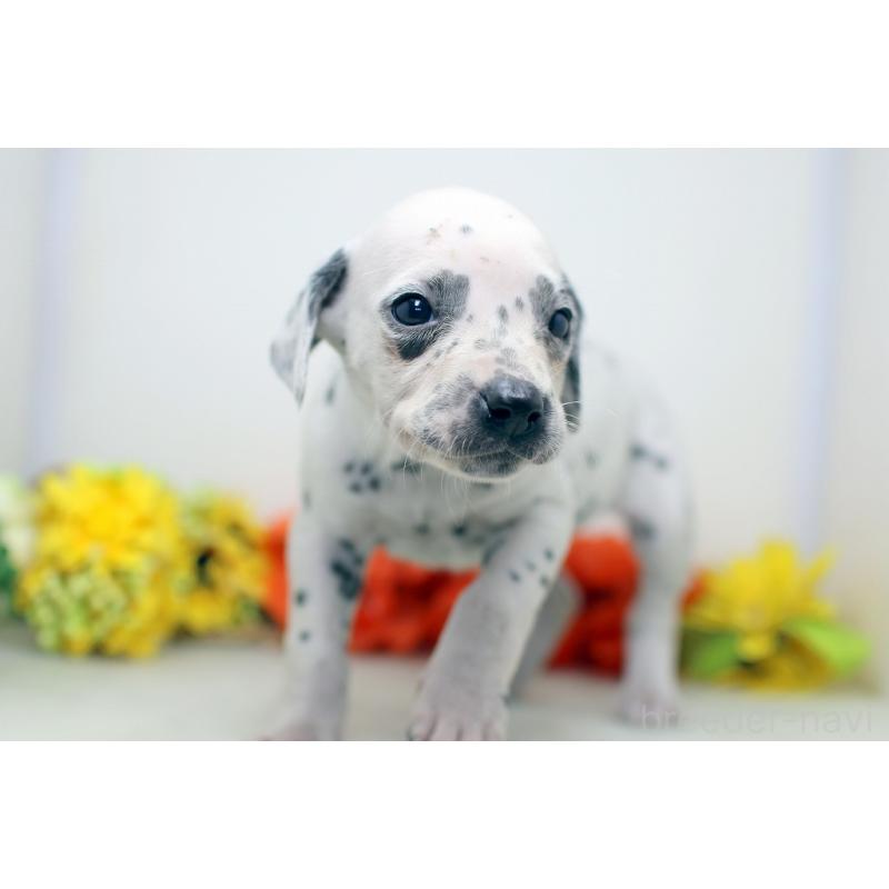 販売中の埼玉県のダルメシアン-434370の2枚目