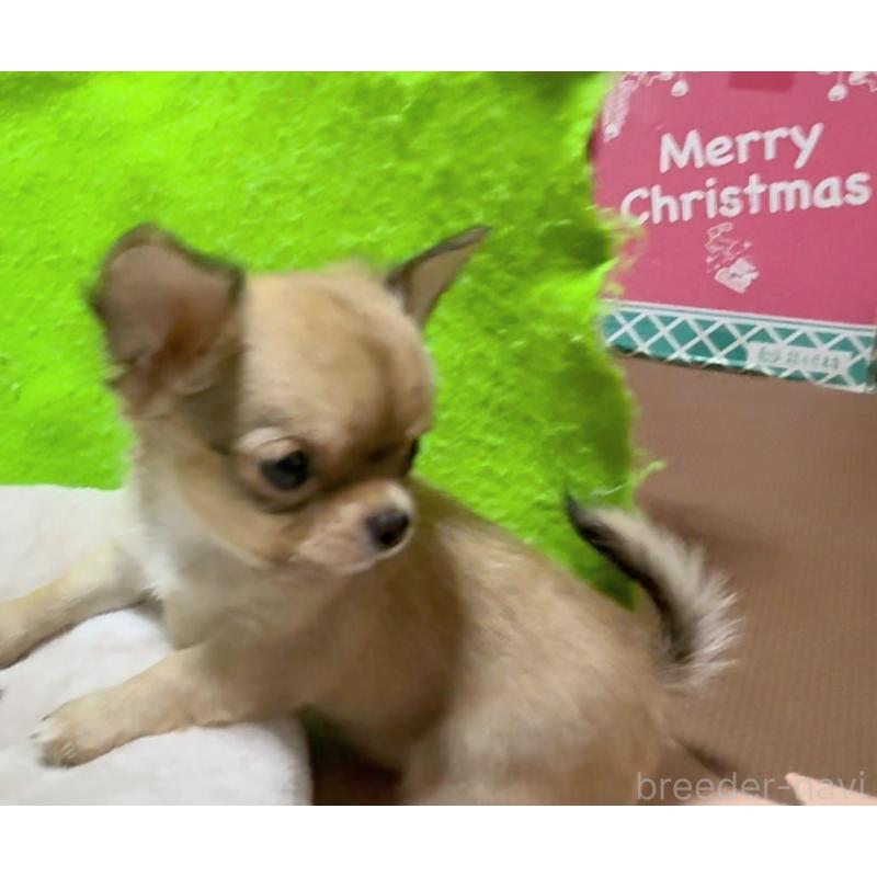 成約済の山口県のチワワ(ロングコート)-430006の2枚目