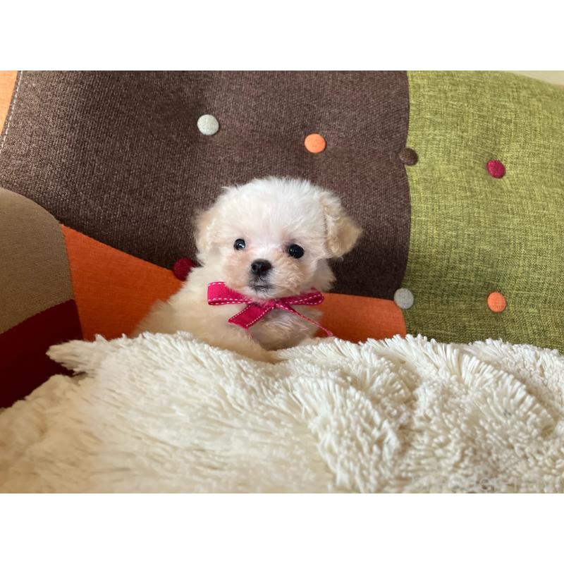 販売中の福岡県のマルプー:マルチーズ×トイプードル-434373の12枚目