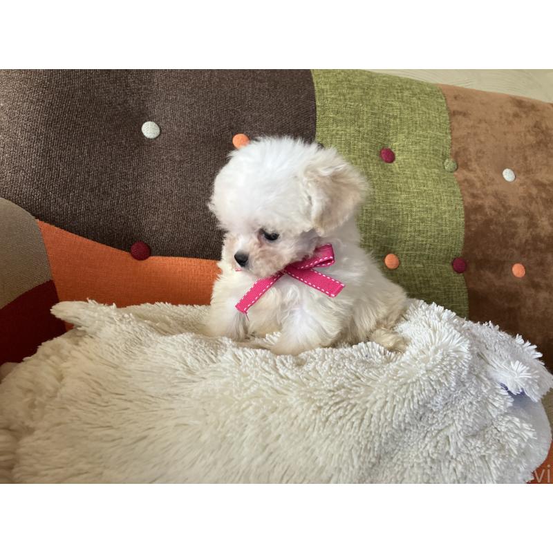 販売中の福岡県のマルプー:マルチーズ×トイプードル-434373の10枚目