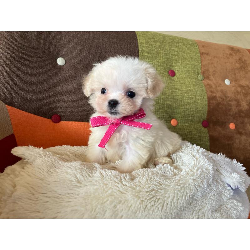 販売中の福岡県のマルプー:マルチーズ×トイプードル-434373の9枚目