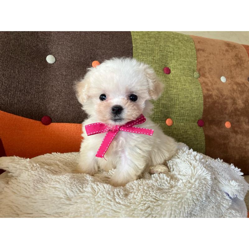 販売中の福岡県のマルプー:マルチーズ×トイプードル-434373の8枚目