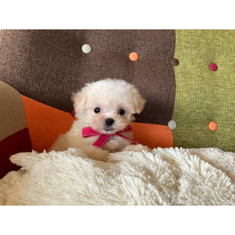 販売中の福岡県のマルプー:マルチーズ×トイプードル-434373の7枚目