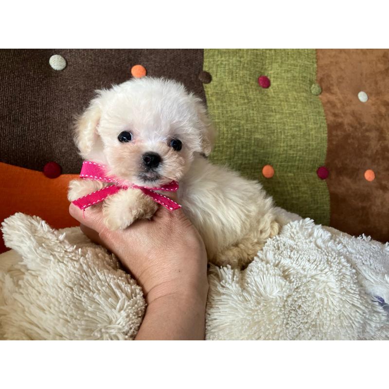 販売中の福岡県のマルプー:マルチーズ×トイプードル-434373の6枚目