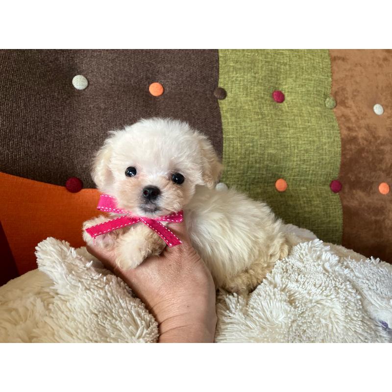 販売中の福岡県のマルプー:マルチーズ×トイプードル-434373の5枚目