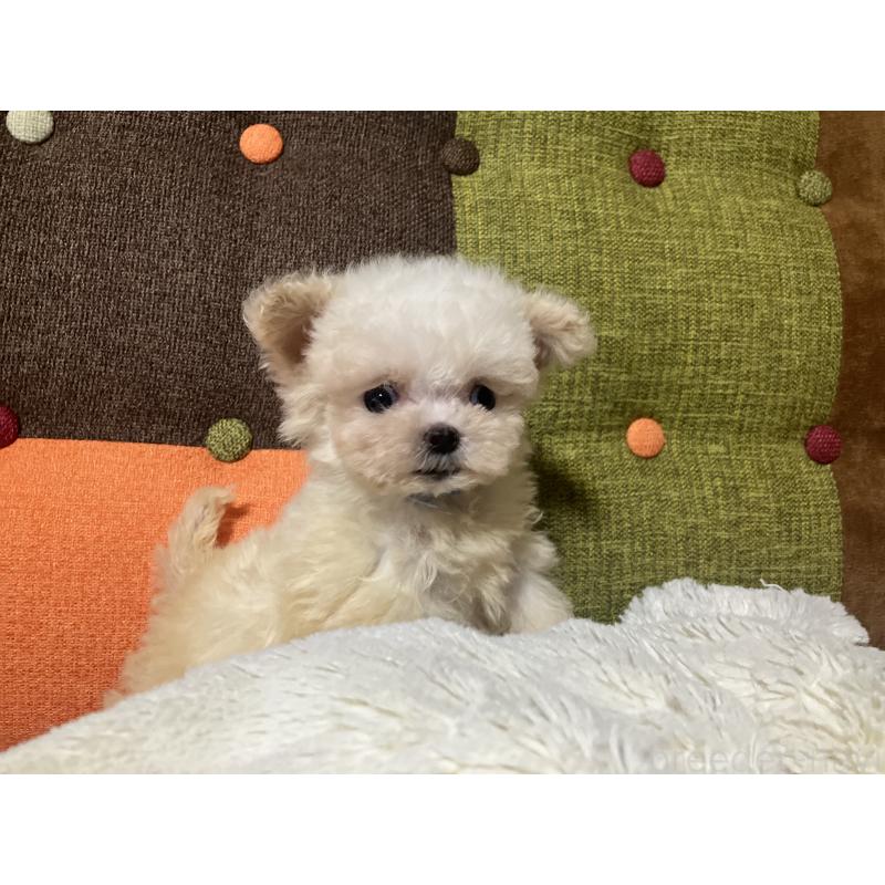 販売中の福岡県のマルプー:マルチーズ×トイプードル-434374