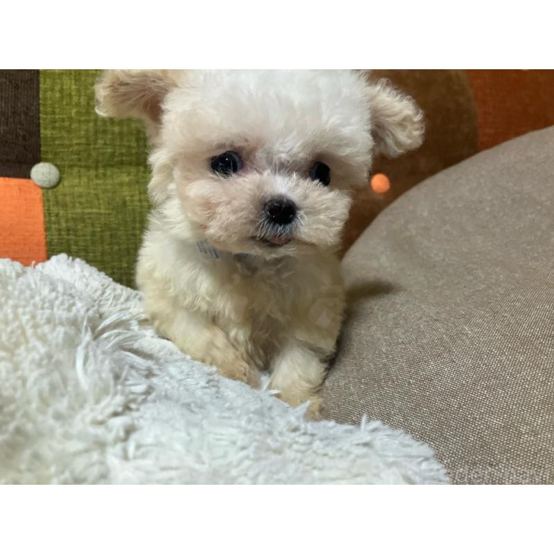 販売中の福岡県のマルプー:マルチーズ×トイプードル-434374の8枚目