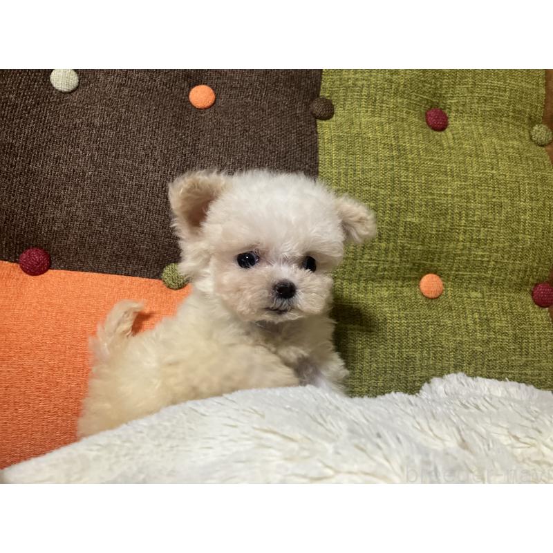 販売中の福岡県のマルプー:マルチーズ×トイプードル-434374の7枚目