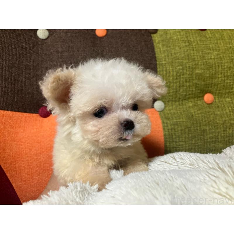 販売中の福岡県のマルプー:マルチーズ×トイプードル-434374の6枚目