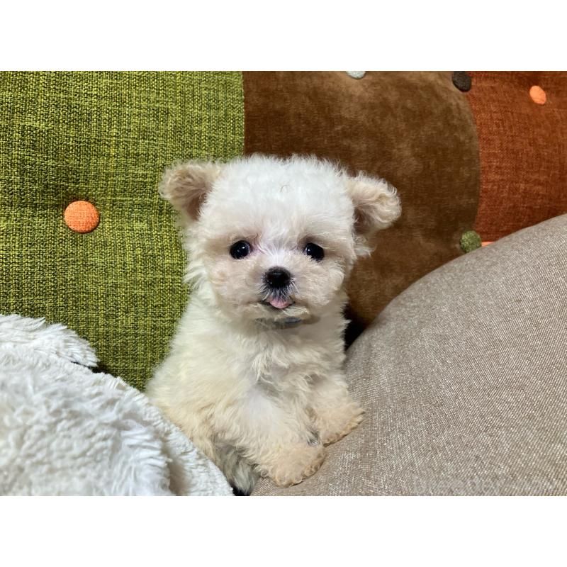 販売中の福岡県のマルプー:マルチーズ×トイプードル-434374の4枚目