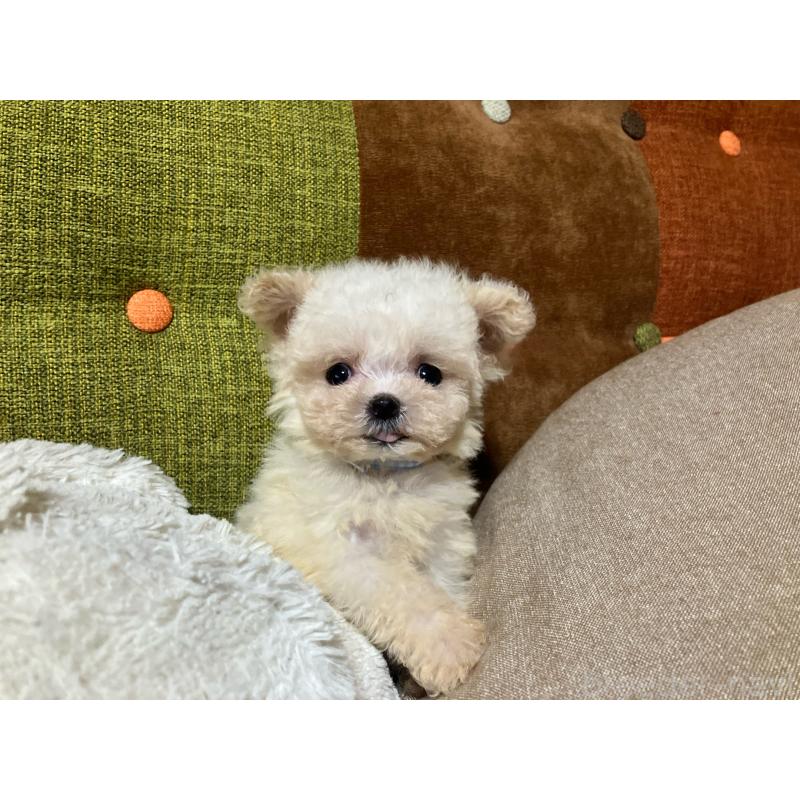 販売中の福岡県のマルプー:マルチーズ×トイプードル-434374の2枚目