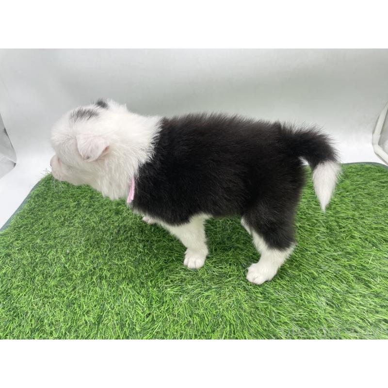 販売中の愛知県のボーダーコリー-434375の3枚目