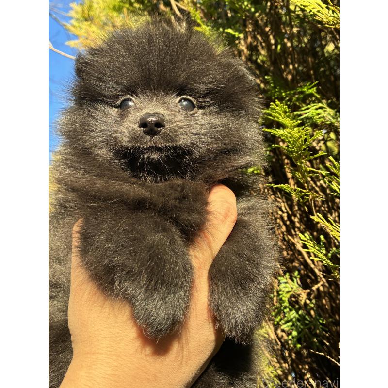 成約済の千葉県のポメラニアン-433629の2枚目