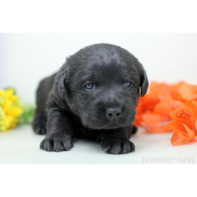 販売中の埼玉県のラブラドールレトリーバー-434377の8枚目