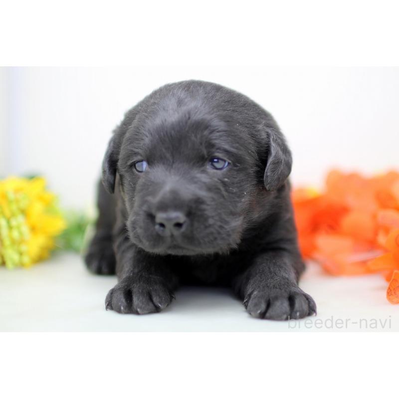 販売中の埼玉県のラブラドールレトリーバー-434377の7枚目