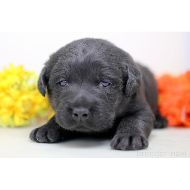 販売中の埼玉県のラブラドールレトリーバー-434377の6枚目