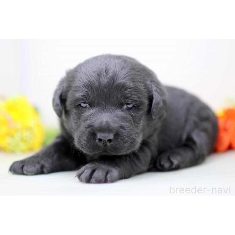 販売中の埼玉県のラブラドールレトリーバー-434377の3枚目