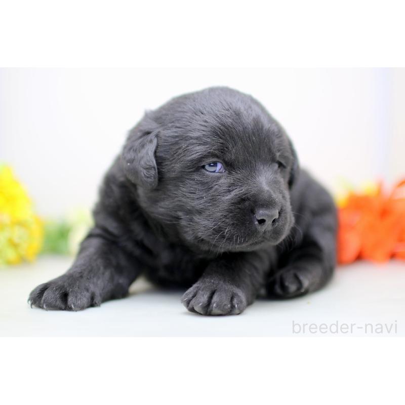 販売中の埼玉県のラブラドールレトリーバー-434377の2枚目