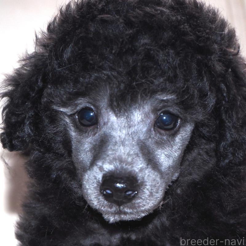 販売中の山梨県のトイプードル-434393の1枚目