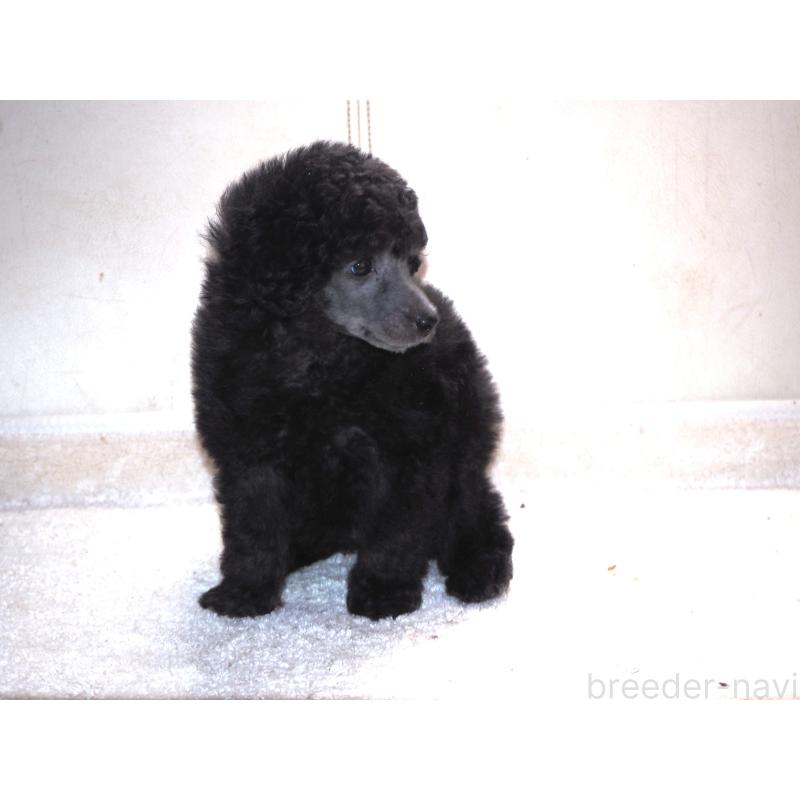 販売中の山梨県のトイプードル-434393の9枚目