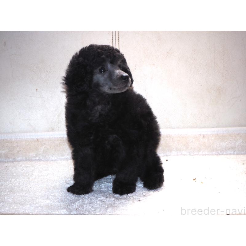 販売中の山梨県のトイプードル-434393の8枚目