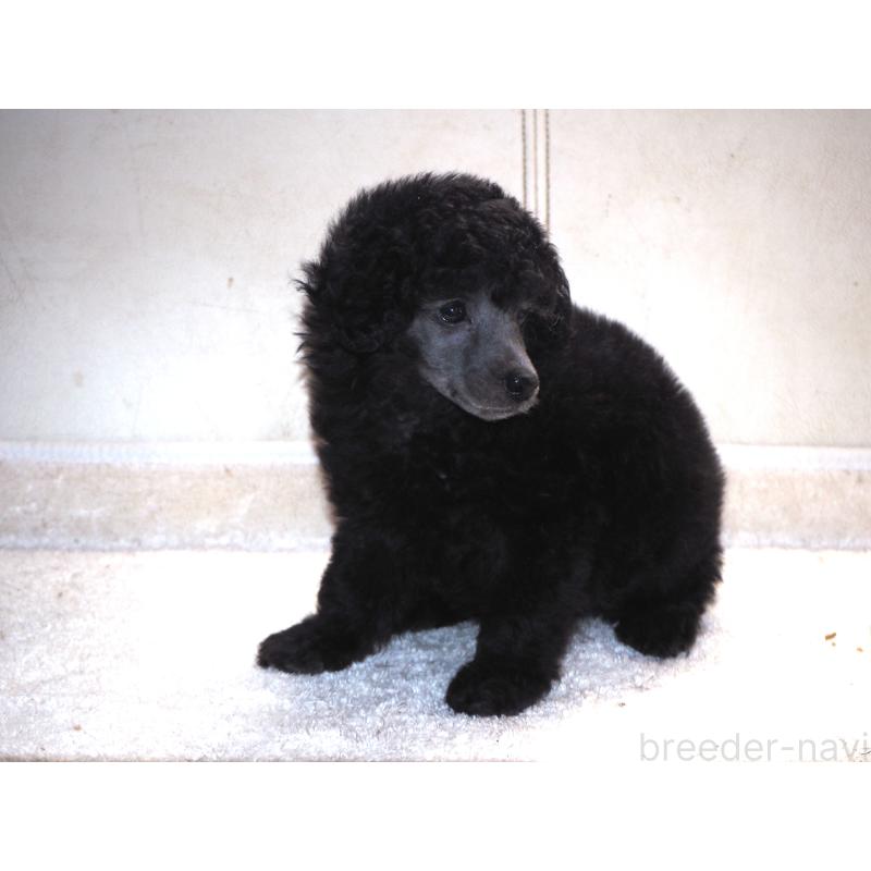 販売中の山梨県のトイプードル-434393の7枚目